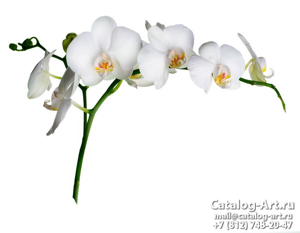 White orchids 35